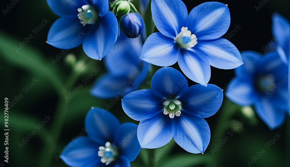 blue delphinium flower blue delphinium flower