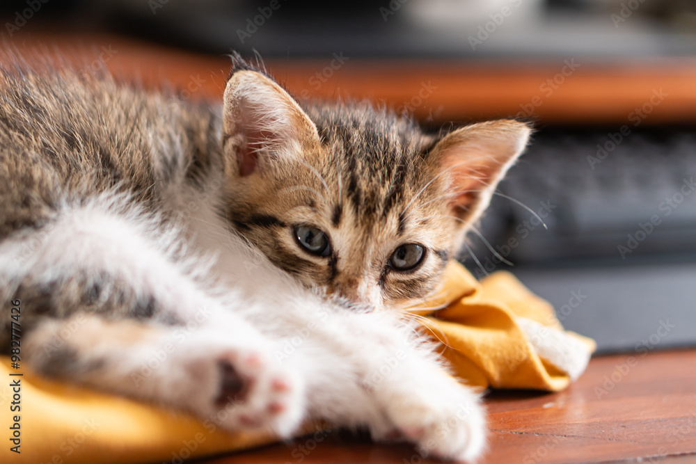 Naklejka premium Adorable Sleeping Kitten on Yellow Sweatshirt