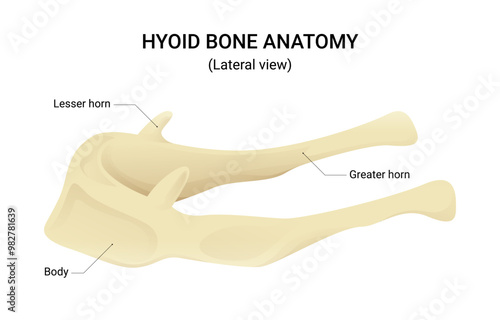 Hyoid Bone Anatomy Lateral View