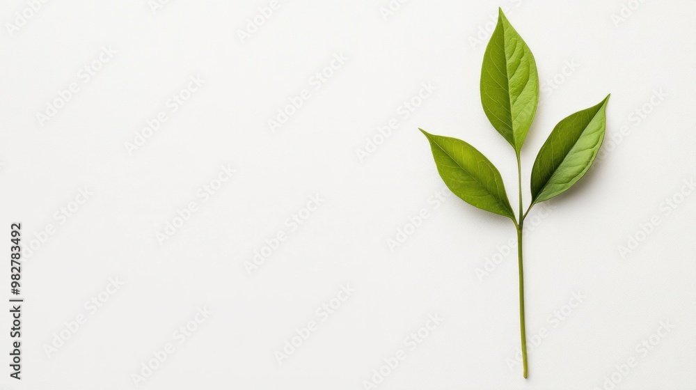 Minimal foliage design with a single leaf against a white background, minimalist style Minimal foliage design with a single leaf against a white background, minimalist style