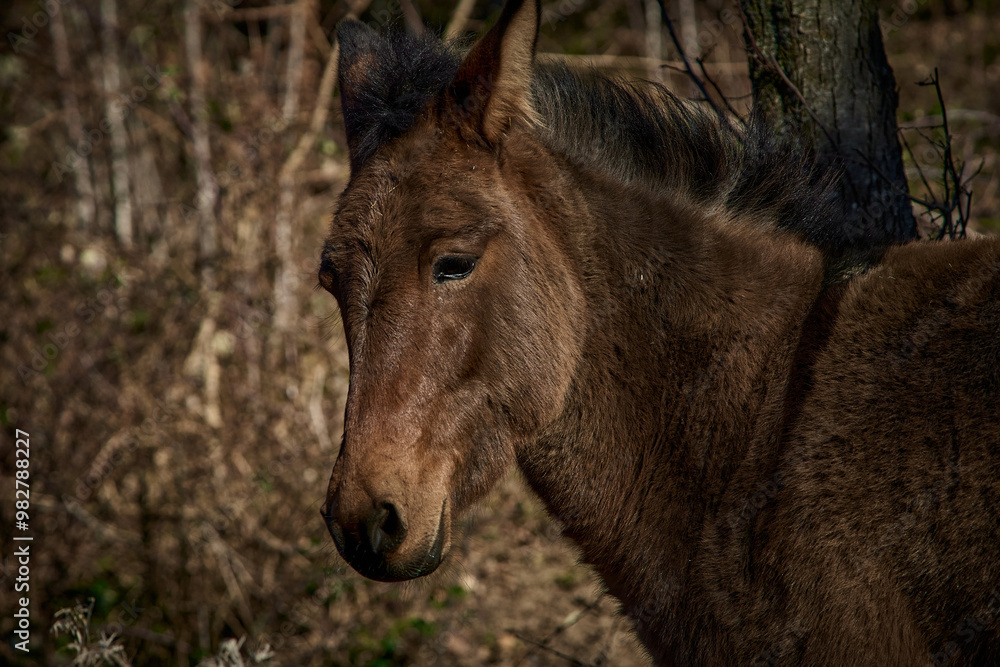 free grazing breeding of horses in Valle di Castro, Marche in Italy free grazing breeding of horses in Valle di Castro, Marche in Italy