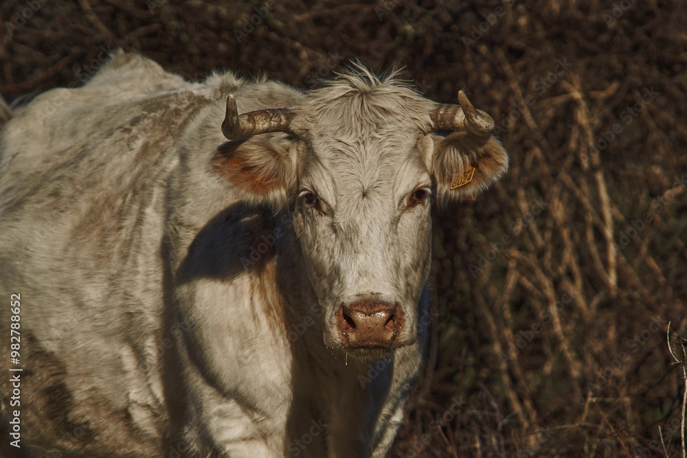 free-grazing cattle breeding in Valle di Castro, Marche in Italy free-grazing cattle breeding in Valle di Castro, Marche in Italy