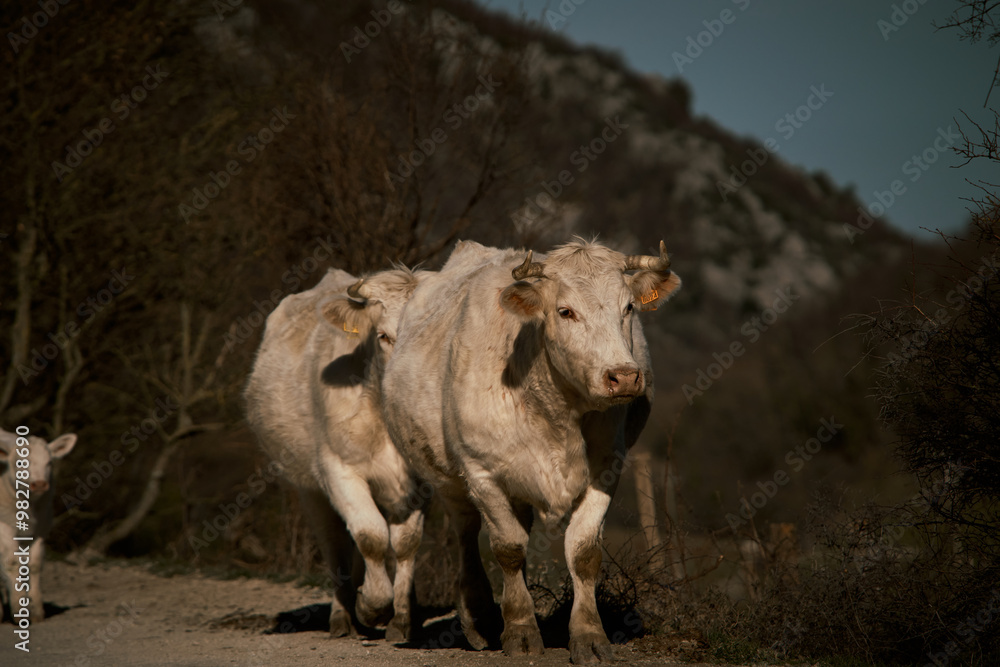 Fototapeta premium free-grazing cattle breeding in Valle di Castro, Marche in Italy 