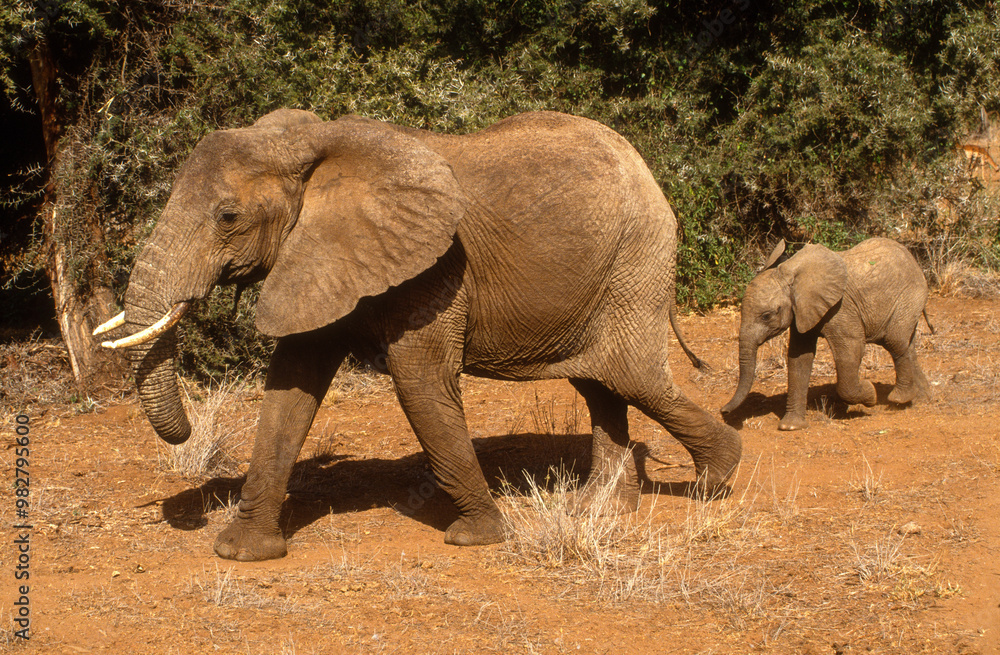 Fototapeta premium éléphant d'Afrique, Loxodonta africana, Parc national de Samburu, Kenya