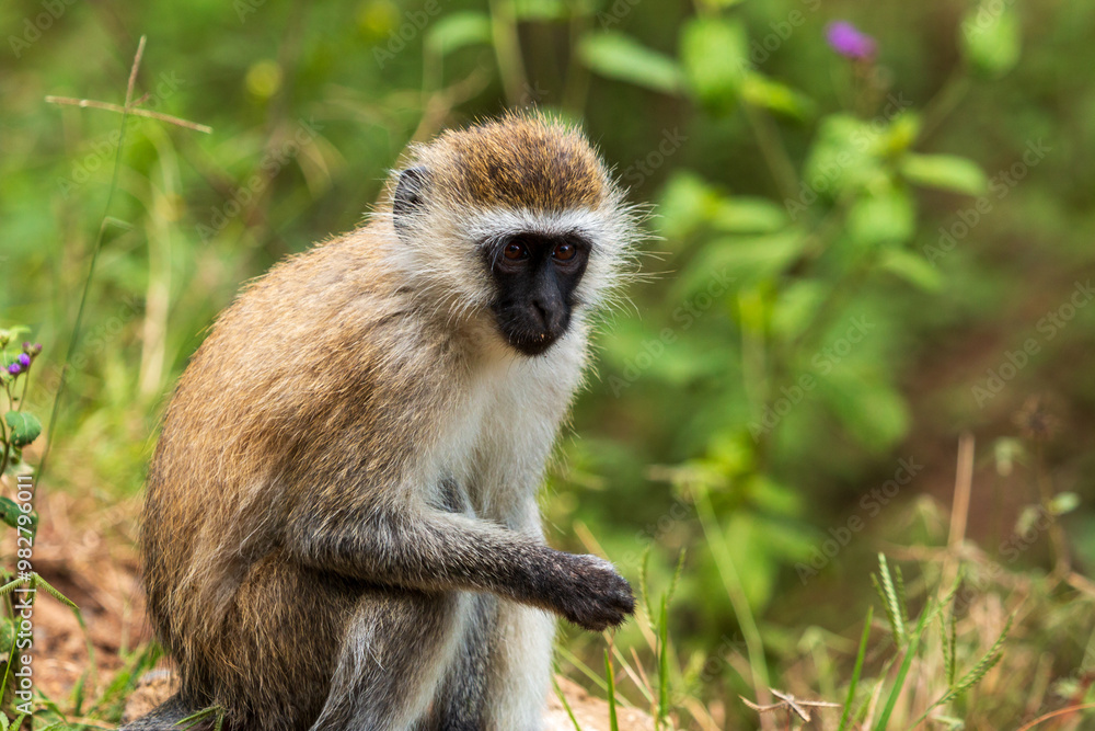 Close-Up of a Vervet Monkey in Lake Nakuru National Park, Kenya Close-Up of a Vervet Monkey in Lake Nakuru National Park, Kenya