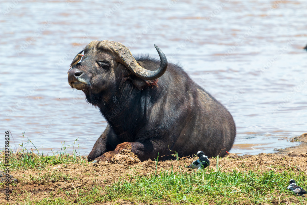 Fototapeta premium Cape Buffalo Resting by the Water with Oxpeckers at Lake Nakuru, Kenya