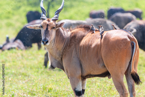 Eland Antelope with Multiple Red-Billed Oxpeckers on Its Back, Surrounded by African Buffalos at Lake Nakuru National Park, Kenya