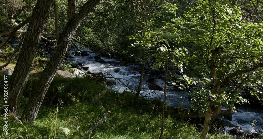 Summer in Norway. Beautiful forest with coniferous trees and a river. Summer in Norway. Beautiful forest with coniferous trees and a river.