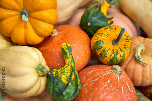 Autumn still life with pumpkins of different sizes and colors Selection of different sized pumpkins and gourds photo