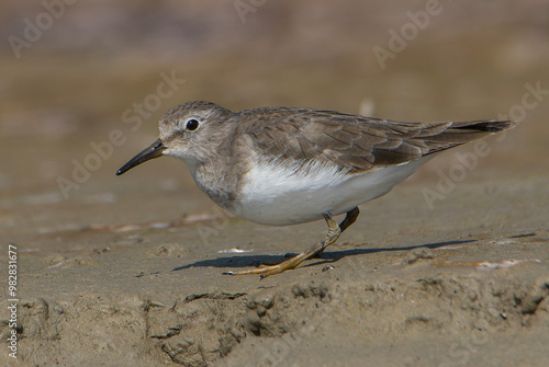 Temminck's Stint  photo