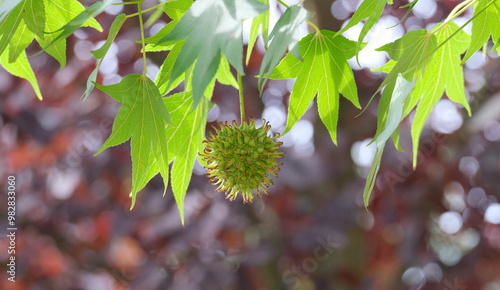 fruit of a green amber tree late summer morning photo