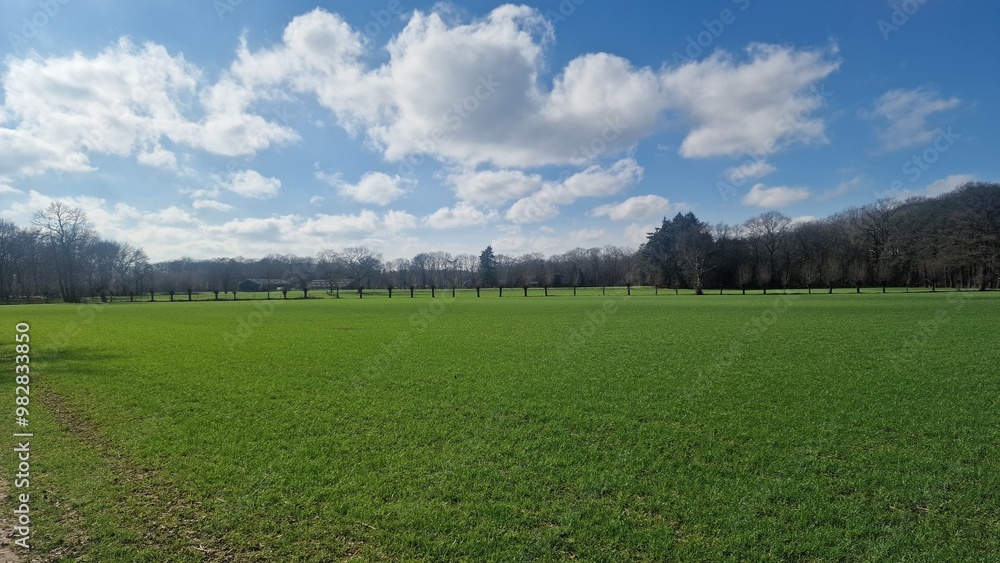 Fototapeta premium field and blue sky