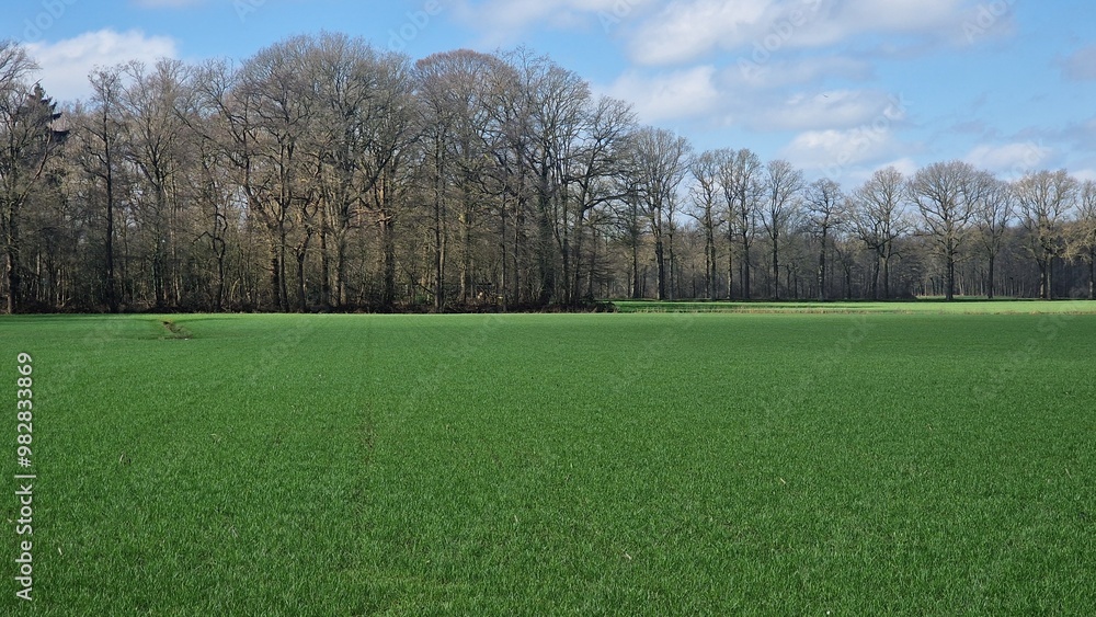 Fototapeta premium trees in the field