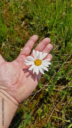 daisy in hand