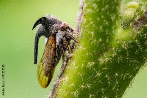 A Strange treehopper is found on the trunk of a plant. Macro photography.