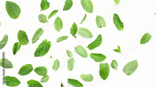 set of mint leaves isolated on white background