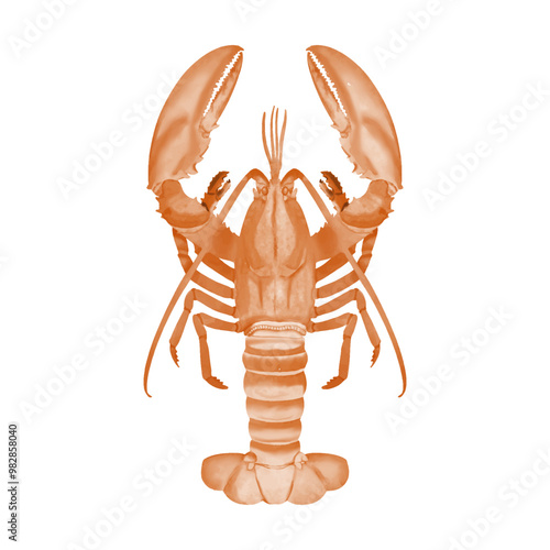 Vector Watercolor lobster hand drawing