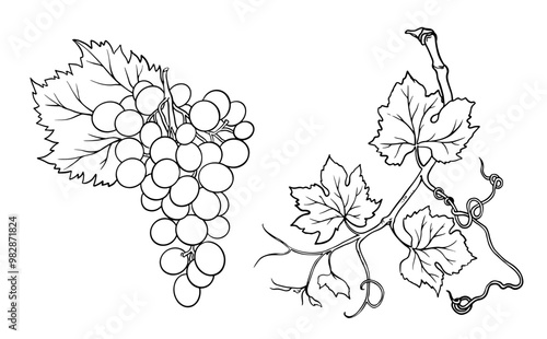 Vector line art bunch of grapes on white background.