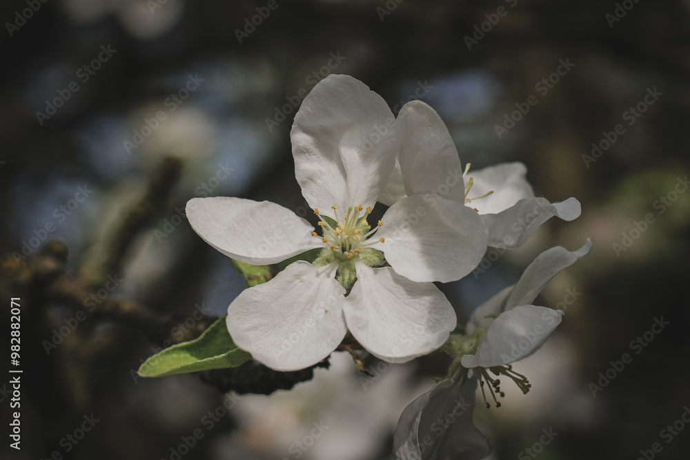 Obraz premium apple tree blossom