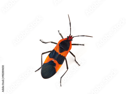 Large milkweed bug in a white background. Oncopeltus fasciatus