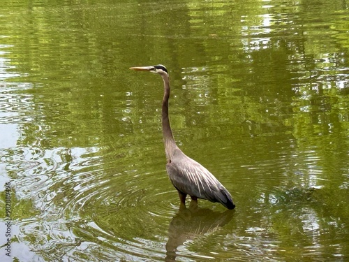 Heron waterfowl bird with a beautiful long neck and beak wading in a pond NJ