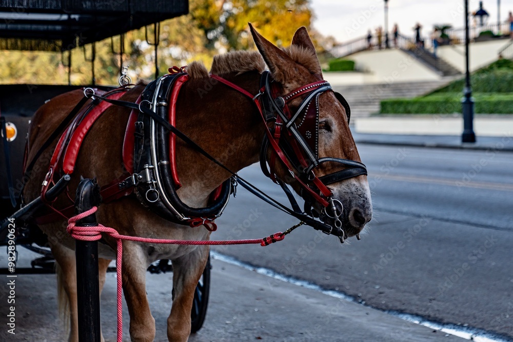 Horse and Carriage in New Orleans, LA