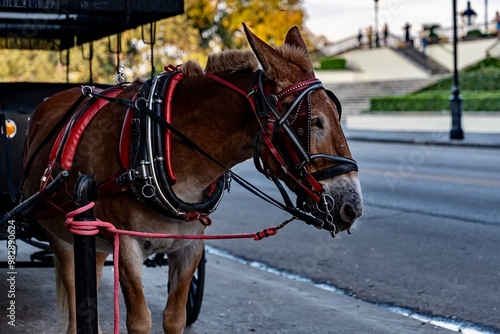 Obraz na płótnie Horse and Carriage in New Orleans, LA w salonie