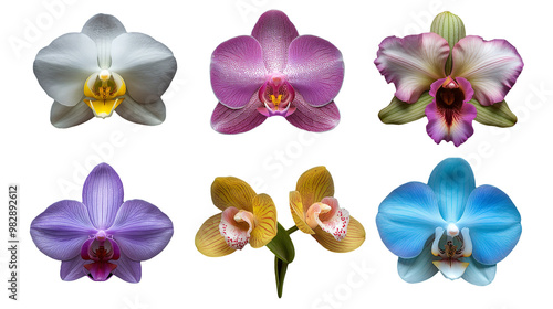 Composite of Six Vibrant Orchid Varieties on Transparent Background photo