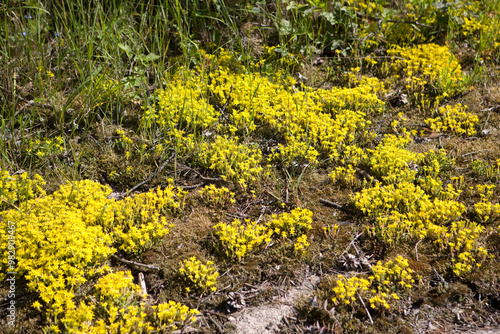 Russia Karelia Sedum six-row close-up