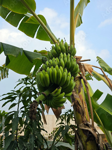 Closeup bunch growing green banana.