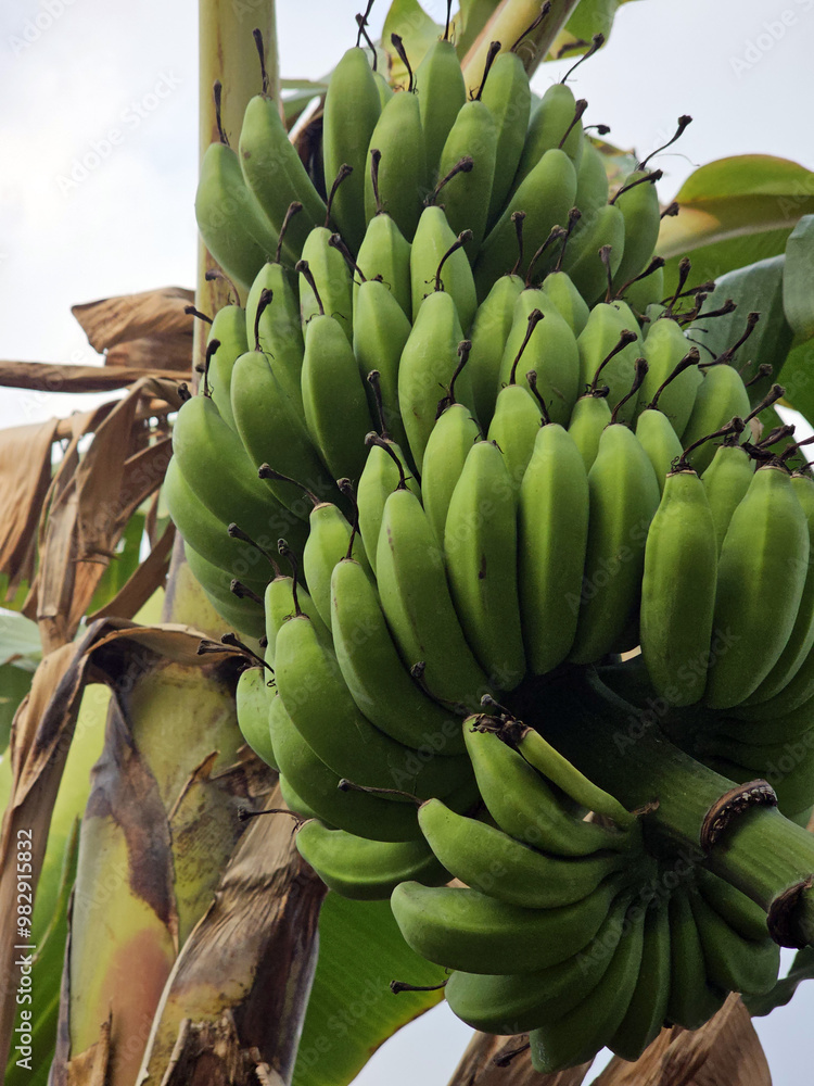 green bunch of bananas closeup.