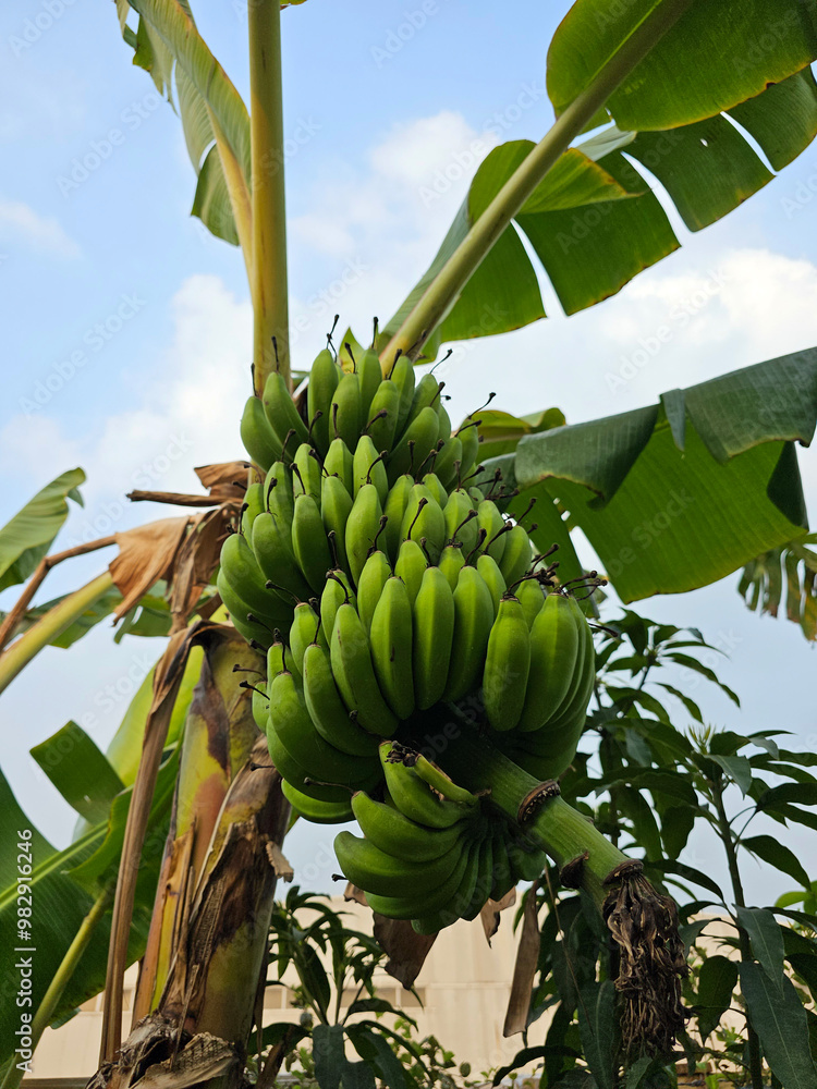 green bunch bananas hanging on a tree