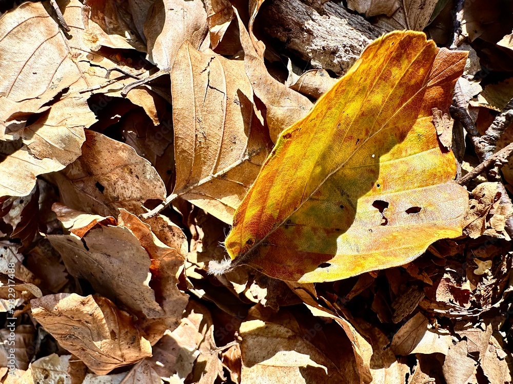 Autumn forest in England with yellow leaves Autumn forest in England with yellow leaves