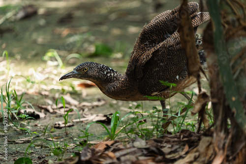 Malayan Night Heron, This S...