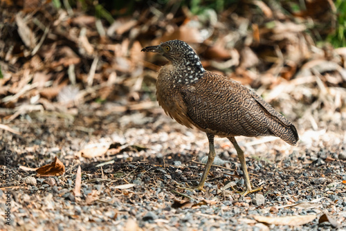 Malayan Night Heron, This S...