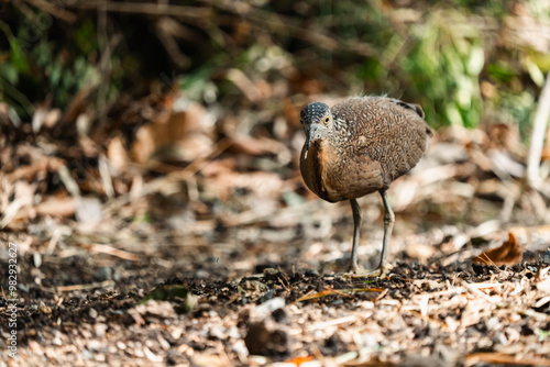 Malayan Night Heron, This S...