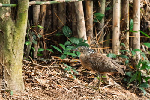 Malayan Night Heron, This S...