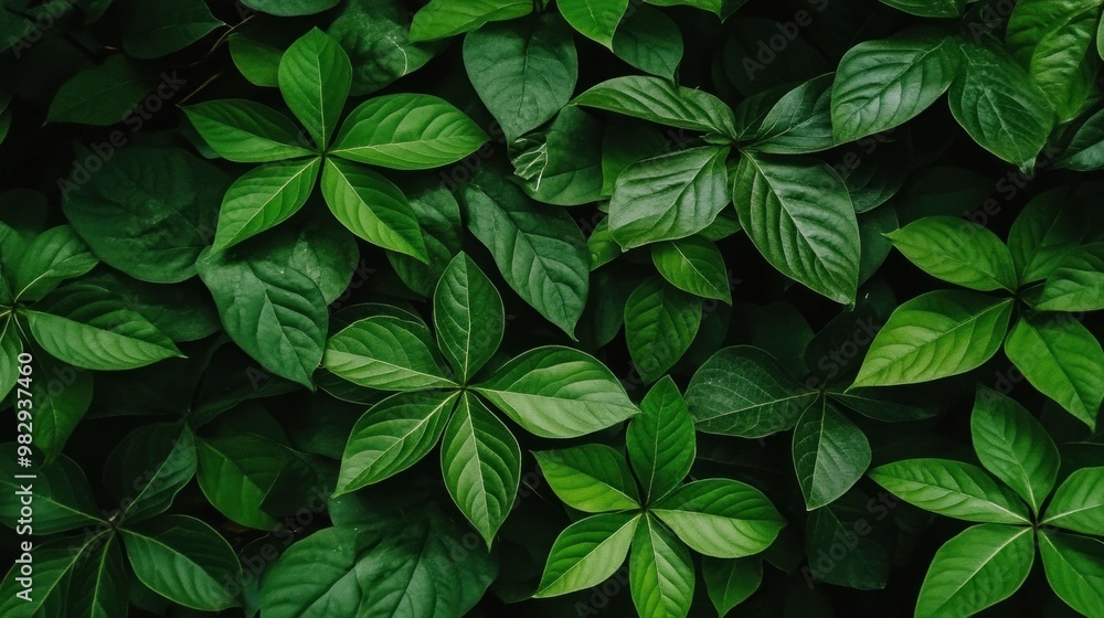 A variety of lush green leaves showcase different shapes and textures, forming a vibrant carpet in a dense forest under bright midday sunlight. The greenery creates a refreshing atmosphere A variety of lush green leaves showcase different shapes and textures, forming a vibrant carpet in a dense forest under bright midday sunlight. The greenery creates a refreshing atmosphere