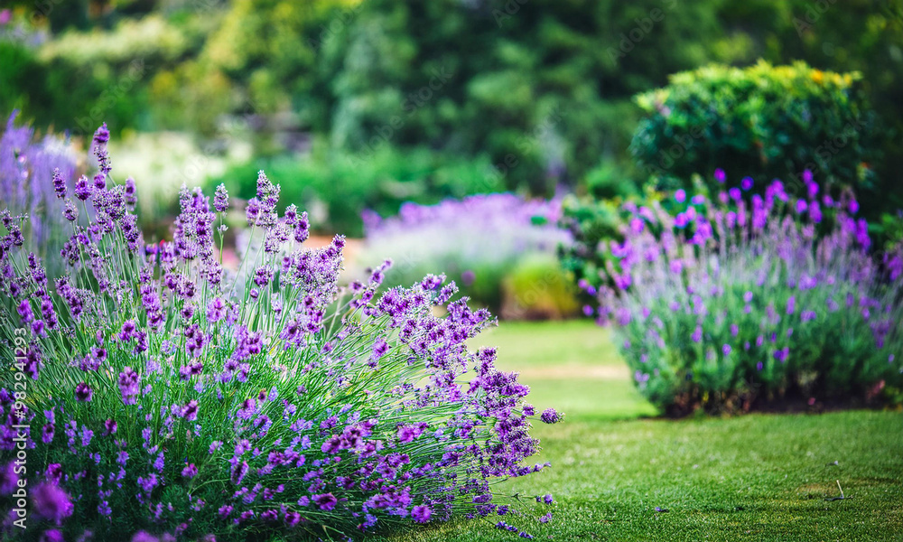 Obraz premium colorful garden; beautiful green natural background; outdoor photography
