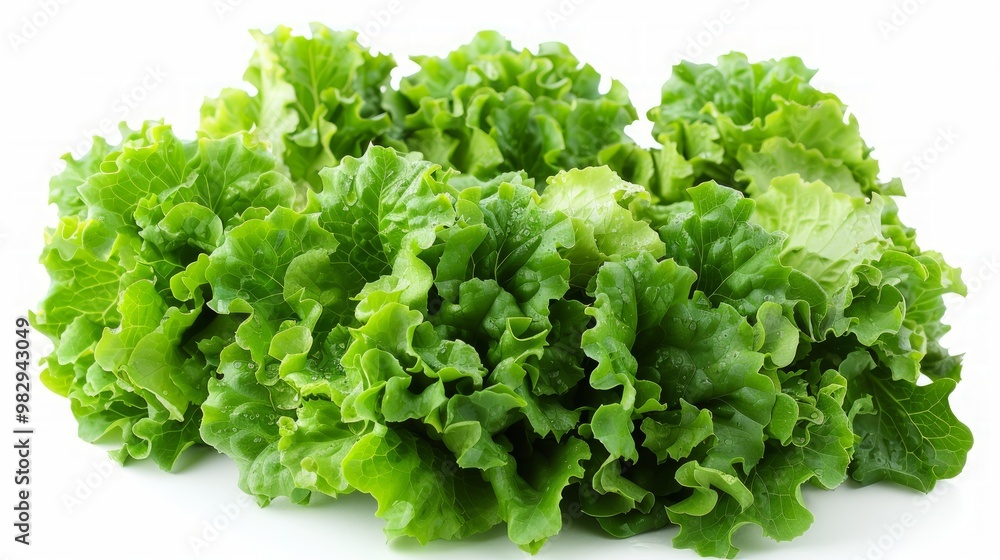 Green baby cos lettuce isolated on white background