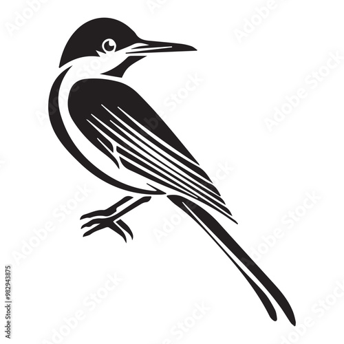 black and white bird