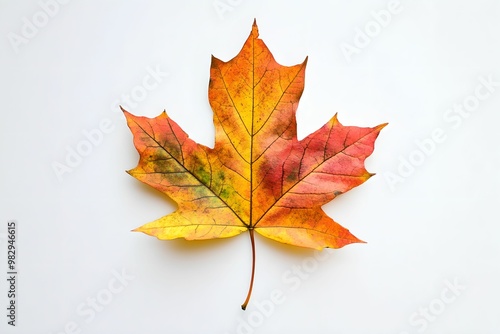 Pressed Colorful Autumn Leaf on White Background, nature, flat, organic, texture