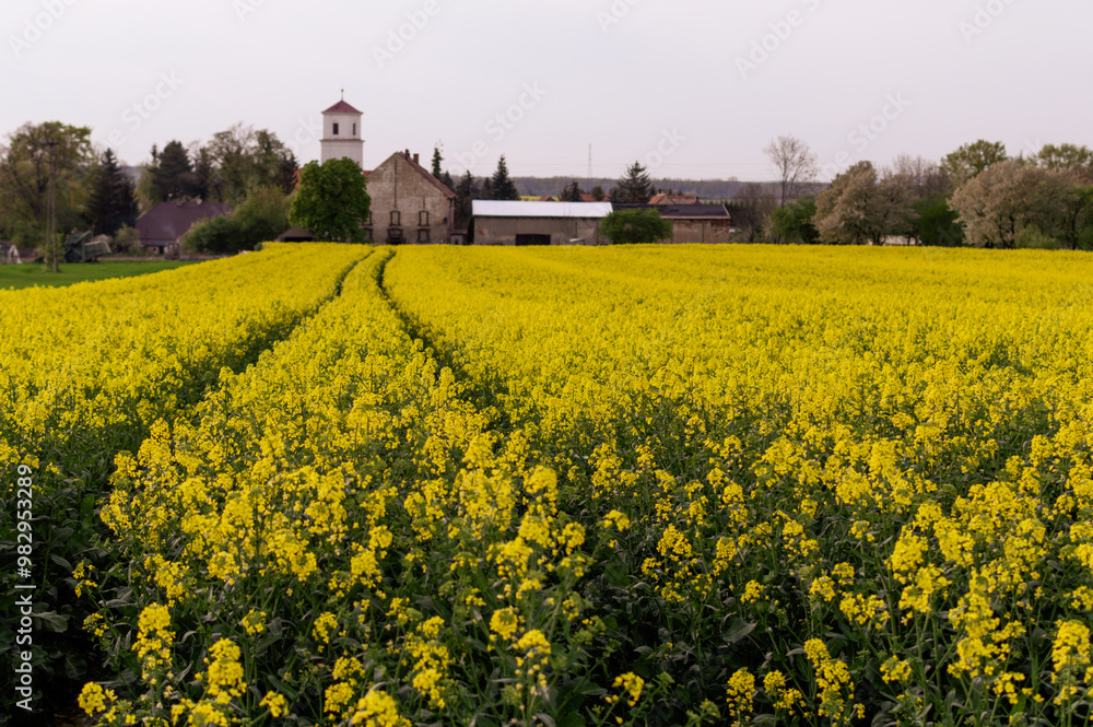 rapeseed field in the countryside of southern Poland. In the background, rural buildings on a sunny day rapeseed field in the countryside of southern Poland. In the background, rural buildings on a sunny day