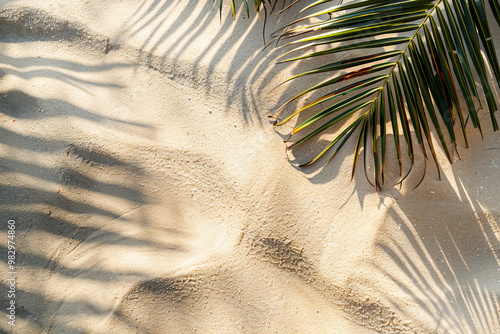 A palm tree leaf casts a shadow on the sand