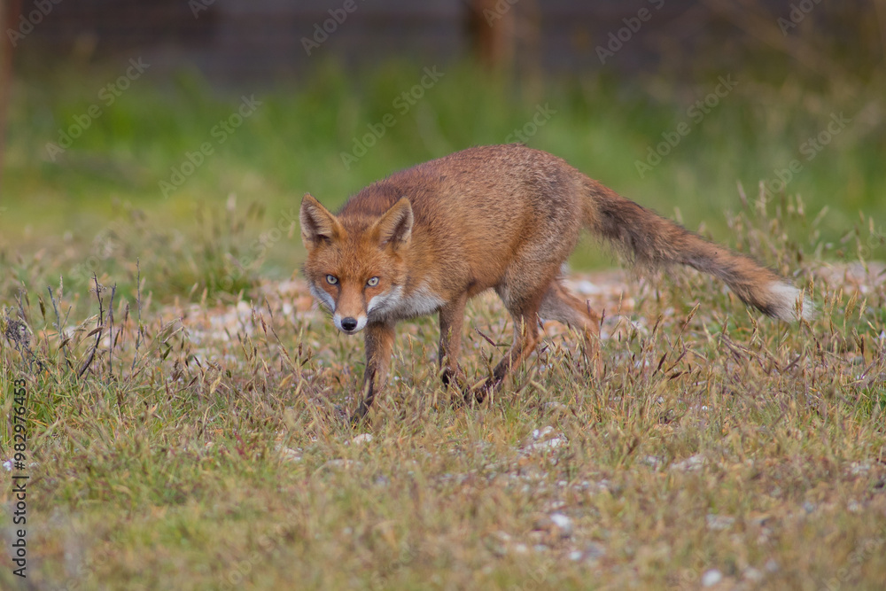 Red fox (Vulpes vulpes) is the largest of the true foxes and one of the most widely distributed members of the order Carnivora Red fox (Vulpes vulpes) is the largest of the true foxes and one of the most widely distributed members of the order Carnivora