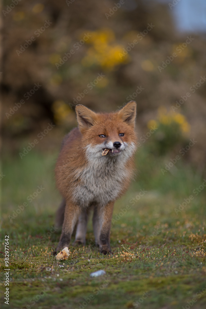 Red fox (Vulpes vulpes) is the largest of the true foxes and one of the most widely distributed members of the order Carnivora Red fox (Vulpes vulpes) is the largest of the true foxes and one of the most widely distributed members of the order Carnivora