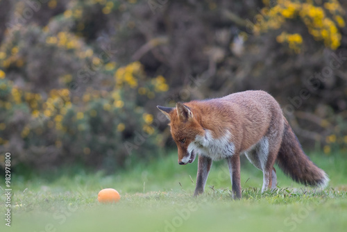 Red fox (Vulpes vulpes) is the largest of the true foxes and one of the most widely distributed members of the order Carnivora