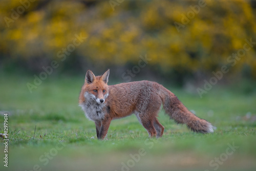 Red fox (Vulpes vulpes) is the largest of the true foxes and one of the most widely distributed members of the order Carnivora