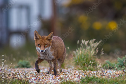 Red fox (Vulpes vulpes) is the largest of the true foxes and one of the most widely distributed members of the order Carnivora