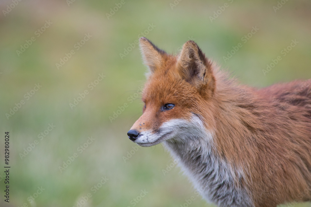 Red fox (Vulpes vulpes) is the largest of the true foxes and one of the most widely distributed members of the order Carnivora Red fox (Vulpes vulpes) is the largest of the true foxes and one of the most widely distributed members of the order Carnivora